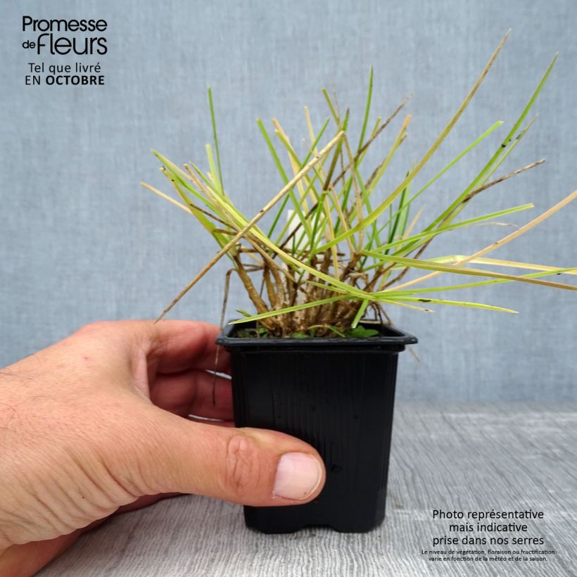 Spécimen de Sesleria heufleriana - Seslerie Godet de 8/9 cm tel que livré en automne