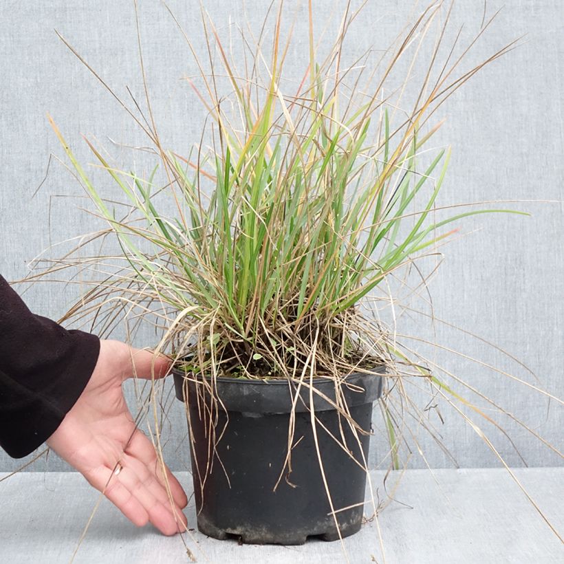 Spécimen de Sesleria heufleriana - Seslerie Pot de 2L/3L tel que livré en automne