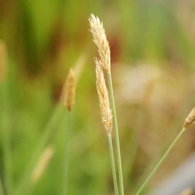 Sesleria nitida - Seslérie (Floraison)
