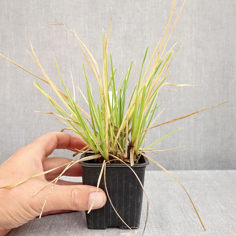 Spécimen de Sesleria sadleriana - Seslérie Godet de 8/9 cm tel que livré en automne