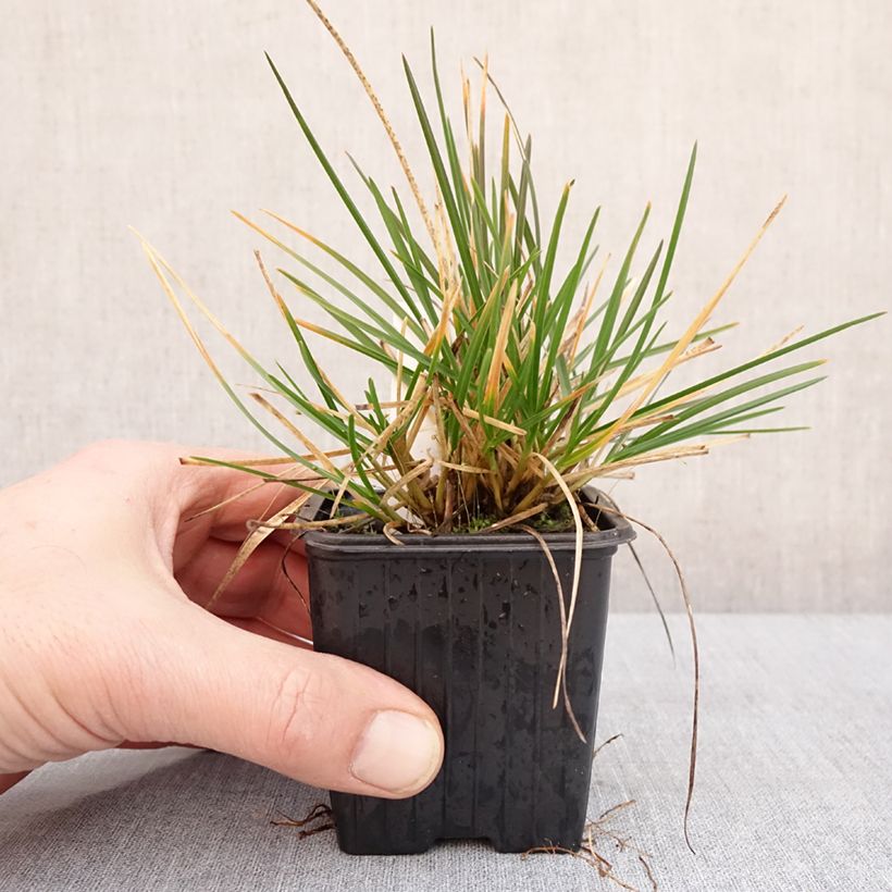 Spécimen de Sesleria sadleriana - Seslérie Godet de 8/9 cm tel que livré en hiver