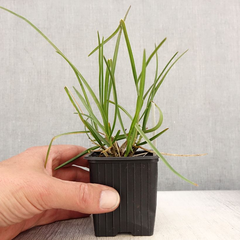 Spécimen de Sesleria sadleriana - Seslérie Godet de 8/9 cm tel que livré au printemps