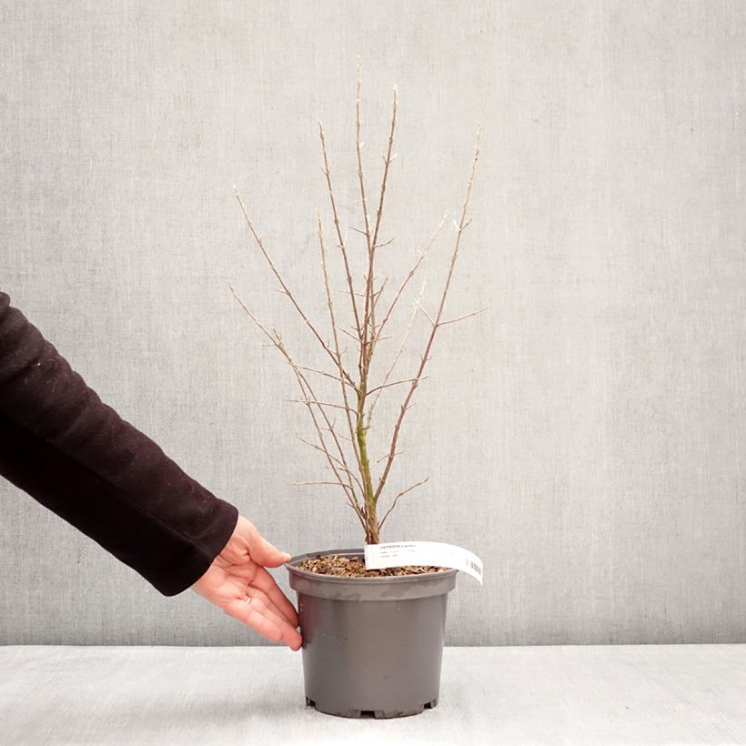 Spécimen de Shepherdia argentea - Shépherdie argentée Pot de 3L/4L tel que livré en hiver