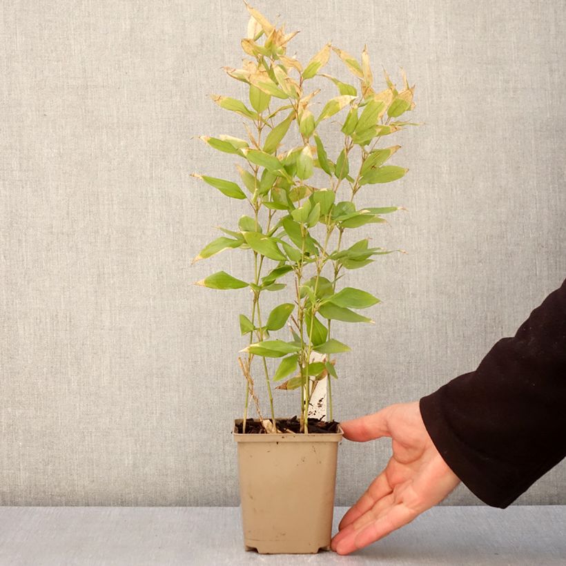 Spécimen de Shibataea kumasaca - Bambou nain Godet de 8/9 cm tel que livré au printemps