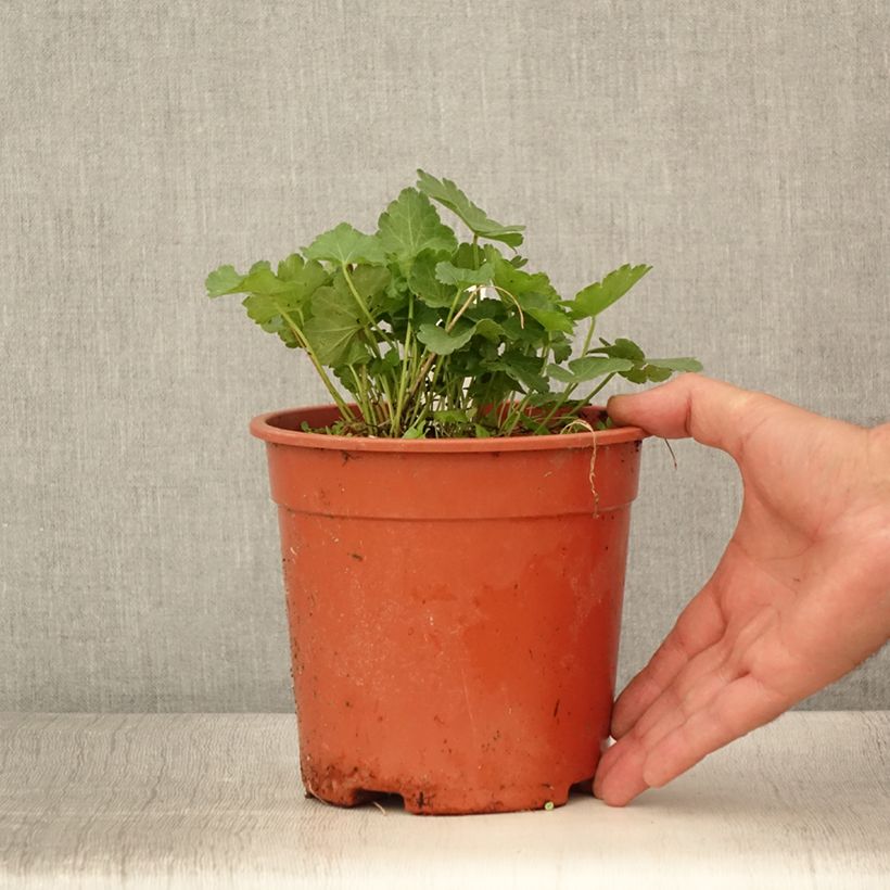 Spécimen de Sidalcea malviflora Elsie Heugh, Sidalcée Pot de 2L/3L tel que livré en été