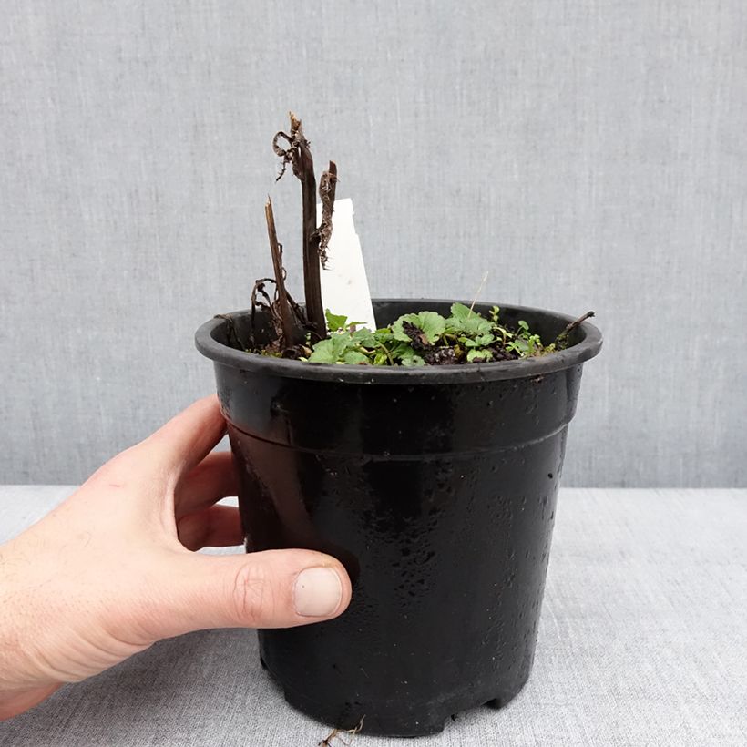 Spécimen de Sidalcea malviflora Elsie Heugh, Sidalcée Pot de 2L/3L tel que livré en hiver