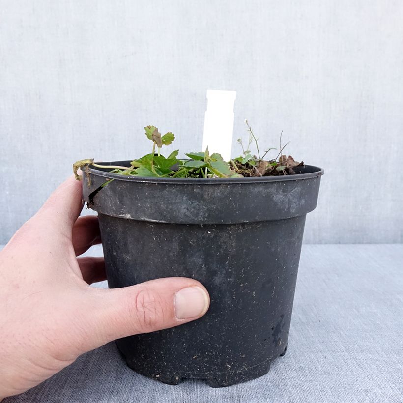 Spécimen de Sidalcea oregana Brilliant - Sidalcée Pot de 2L/3L tel que livré en hiver