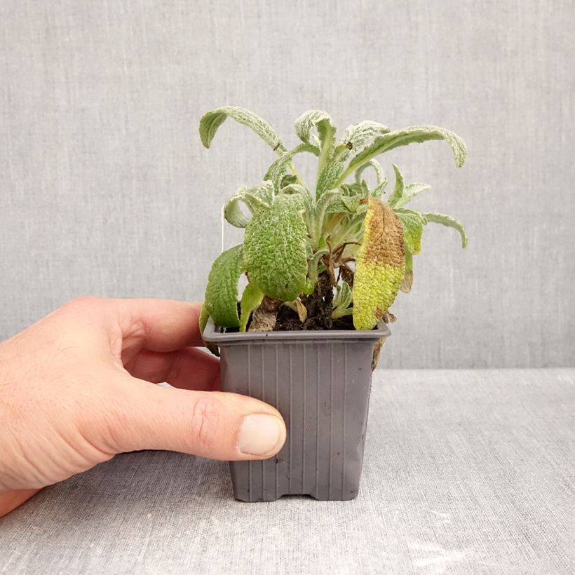 Spécimen de Sideritis scardica - Thé des bergers du Mont Olympe  Godet de 8/9 cm tel que livré en automne