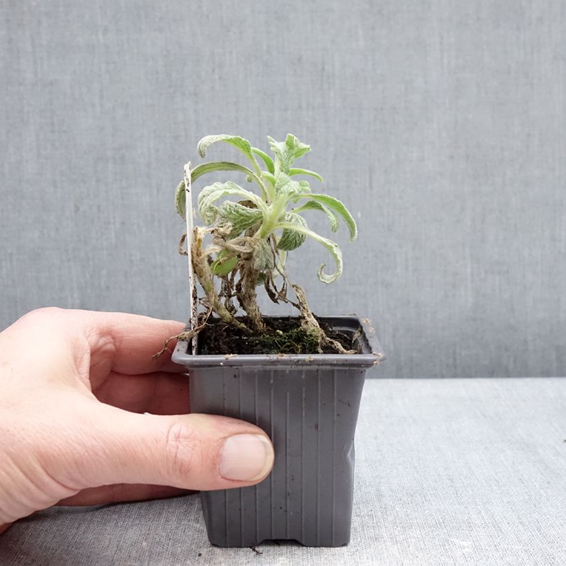 Spécimen de Sideritis scardica - Thé des bergers du Mont Olympe  Godet de 8/9 cm tel que livré en hiver