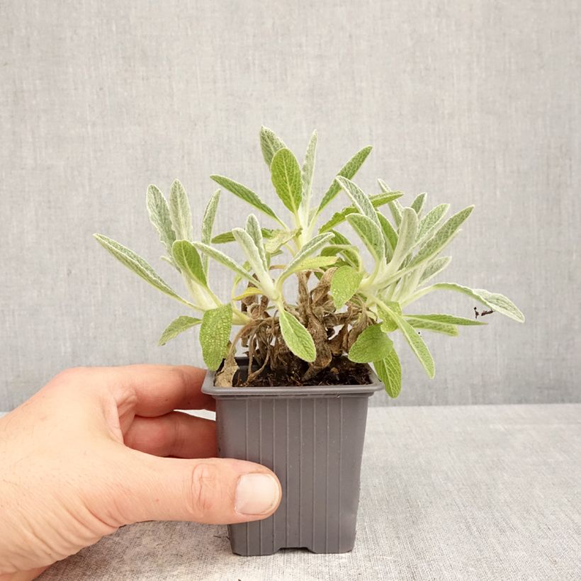 Spécimen de Sideritis scardica - Thé des bergers du Mont Olympe  Godet de 8/9 cm tel que livré au printemps