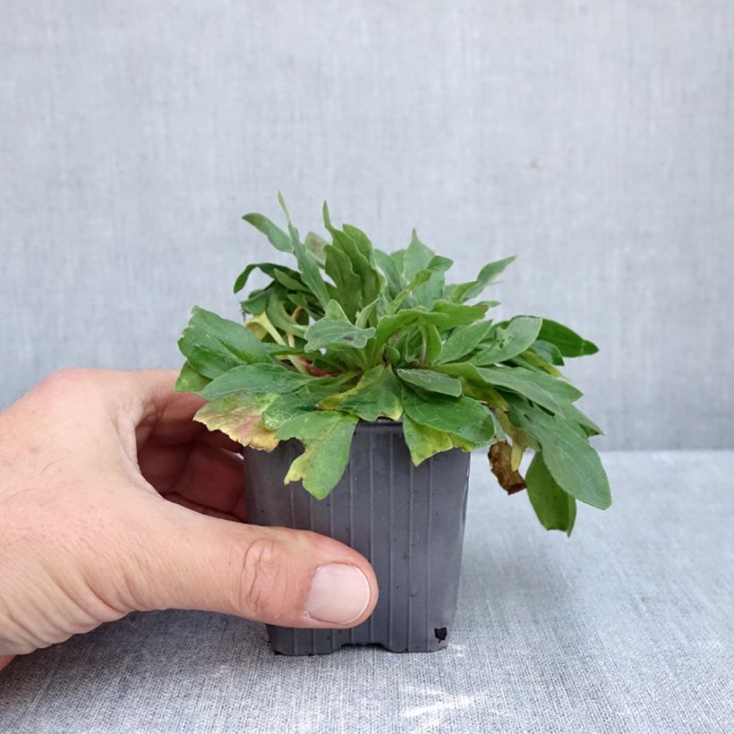 Spécimen de Silene latifolia subsp. alba - Compagnon blanc Godet de 8/9 cm tel que livré en automne