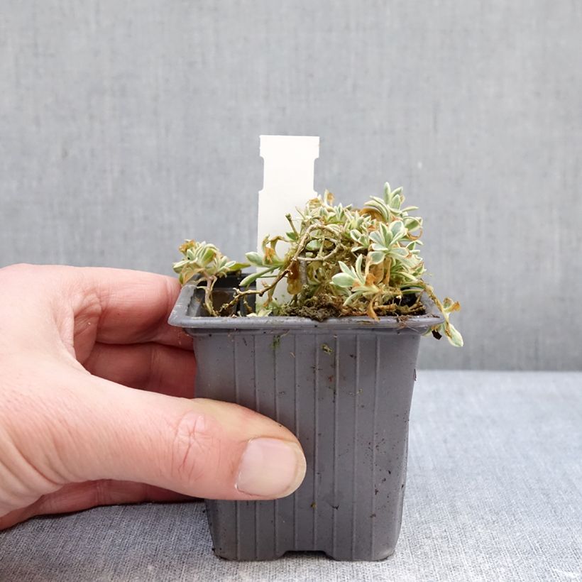 Spécimen de Silène maritime Druett's Variegated - Silene uniflora Godet de 8/9 cm tel que livré en hiver