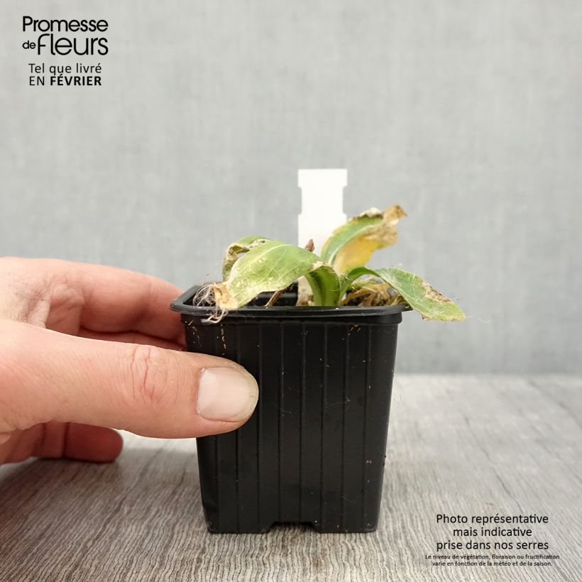 Spécimen de Silene regia - Silène royal Godet de 8/9 cm tel que livré en hiver