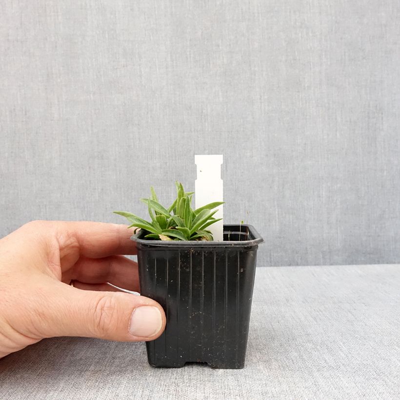 Amostra de Silene regia Vaso de 8/9 cm tal como entregue na primavera