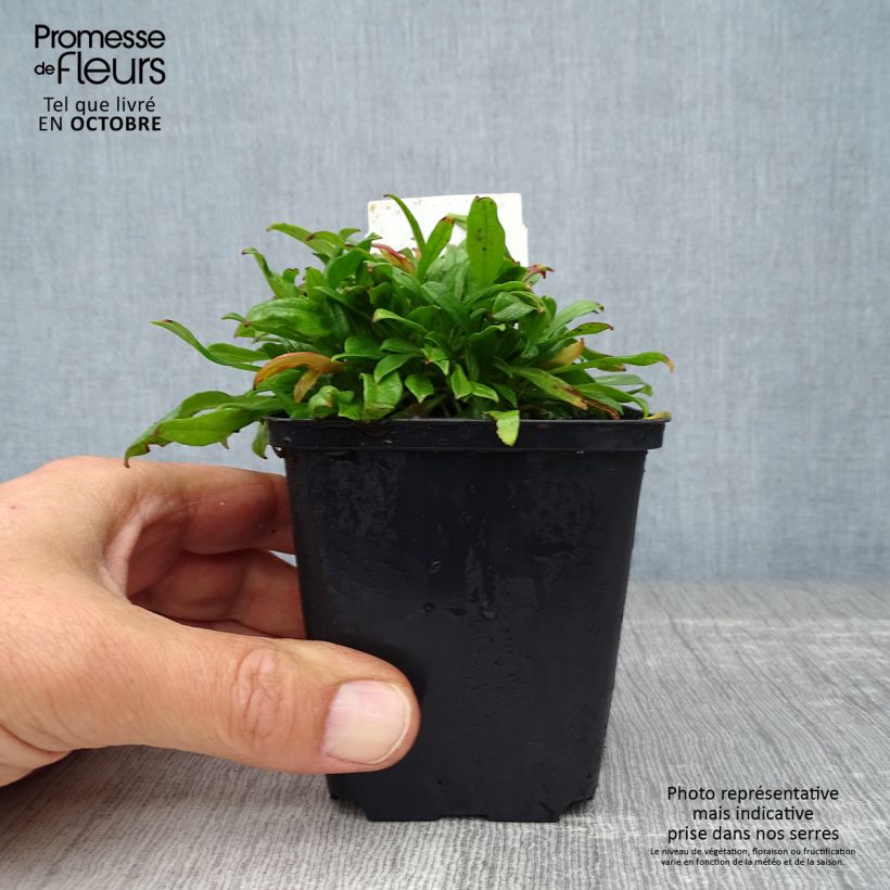 Spécimen de Silène schafta Splendens Godet de 8/9 cm tel que livré en automne