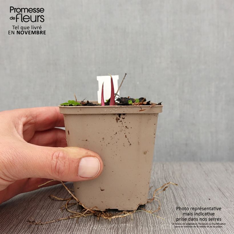 Spécimen de Silphium laciniatum - Plante boussole Godet de 8/9 cm tel que livré en automne