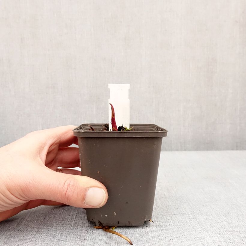 Spécimen de Silphium laciniatum - Plante boussole Godet de 8/9 cm tel que livré en hiver