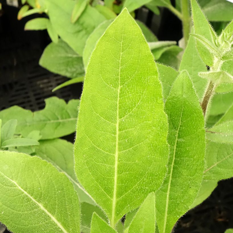 Silphium mohrii  (Feuillage)