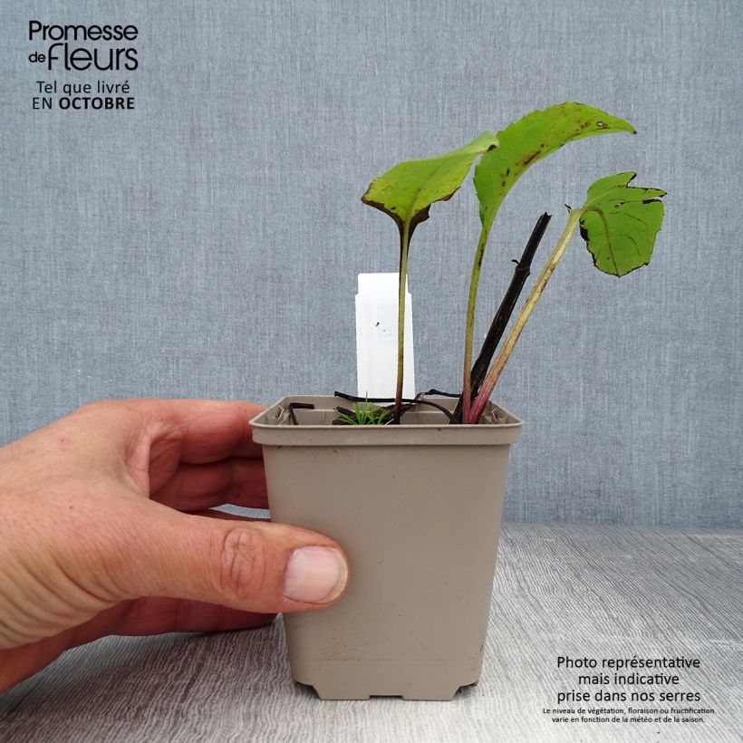 Spécimen de Silphium perfoliatum Godet de 8/9 cm tel que livré en automne