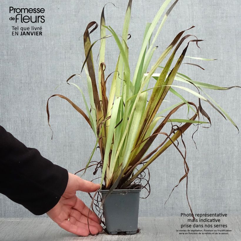 Spécimen de Sisyrinchium striatum Aunt May - Bermudienne  panachée Godet de 8/9 cm tel que livré en hiver