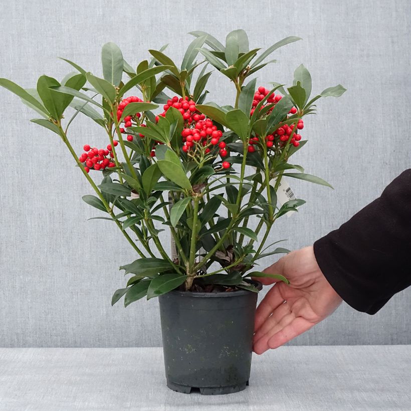 Spécimen de Skimmia japonica Pabella - Skimmia du Japon  Pot de 2L/3L tel que livré en hiver