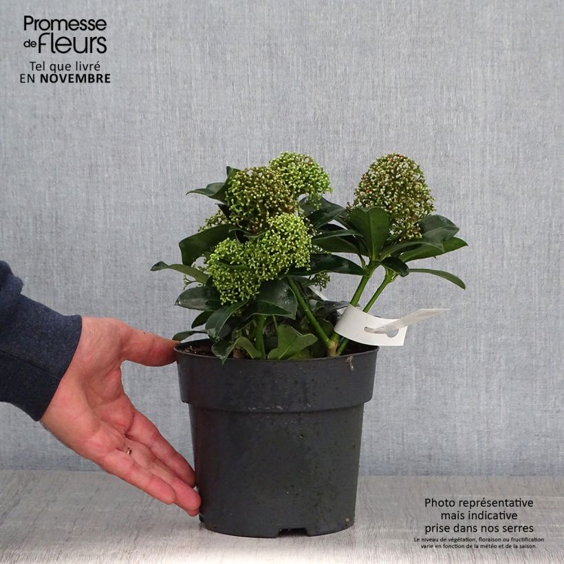 Spécimen de Skimmia japonica Fragrant Cloud Pot de 2L/3L tel que livré en automne