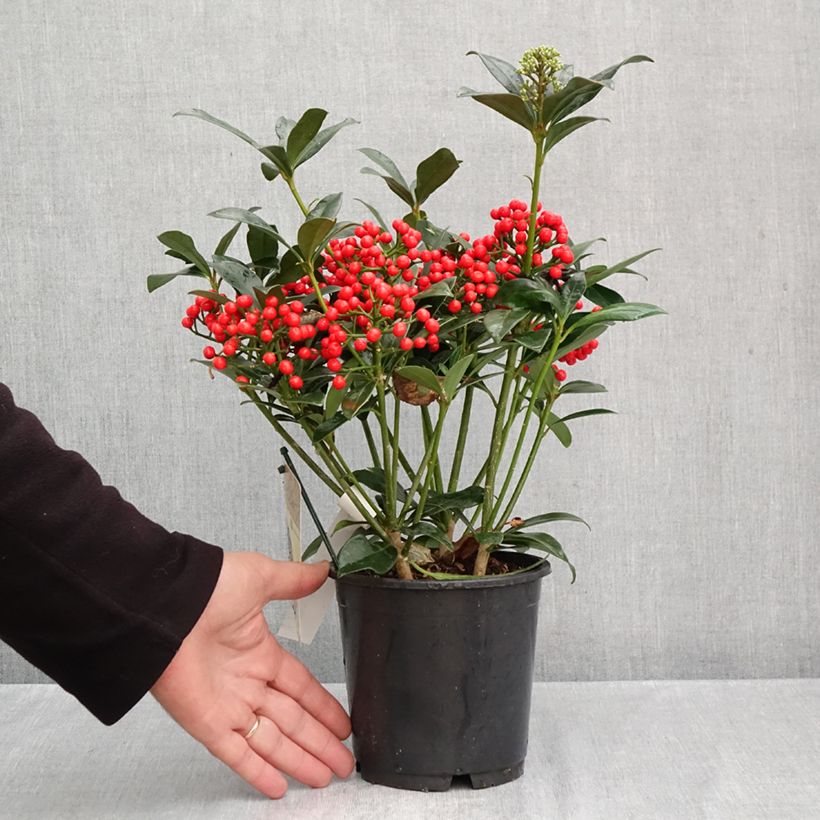 Spécimen de Skimmia japonica Pabella - Skimmia du Japon  Pot de 2L/3L tel que livré en automne