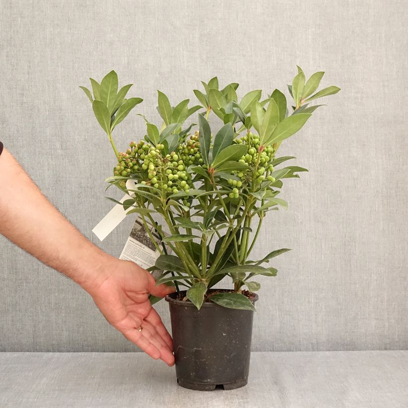 Spécimen de Skimmia japonica Pabella - Skimmia du Japon  Pot de 2L/3L tel que livré en été