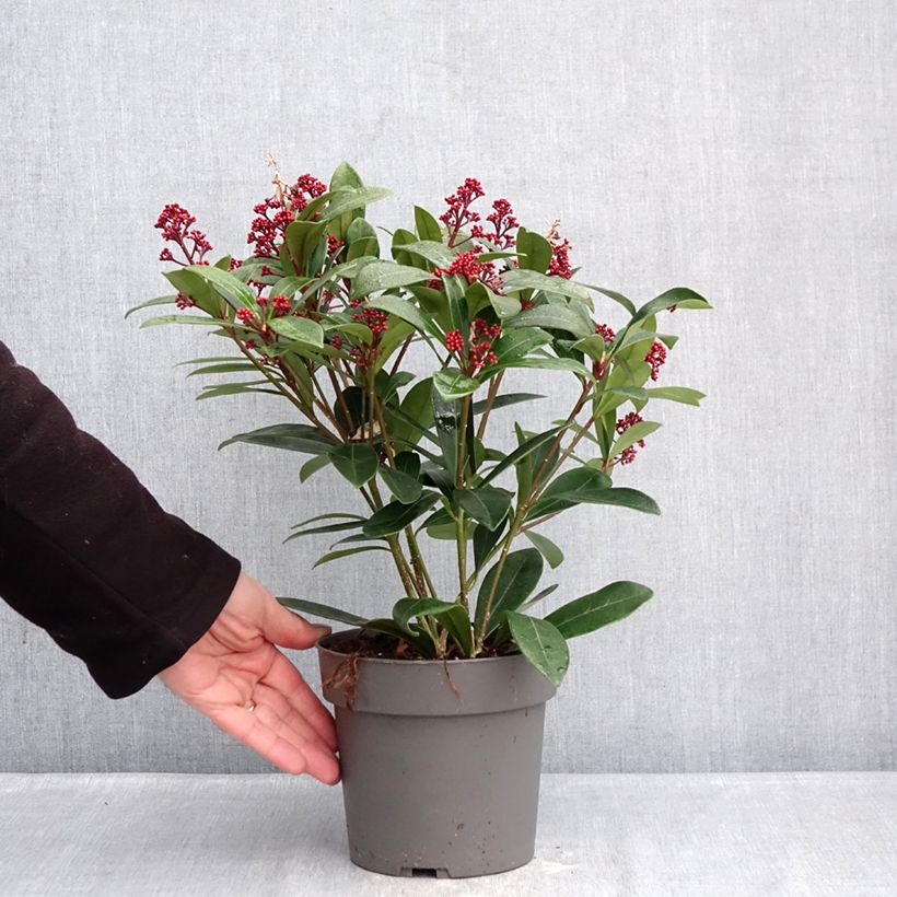 Spécimen de Skimmia japonica Rubella Pot de 2L/3L tel que livré en hiver
