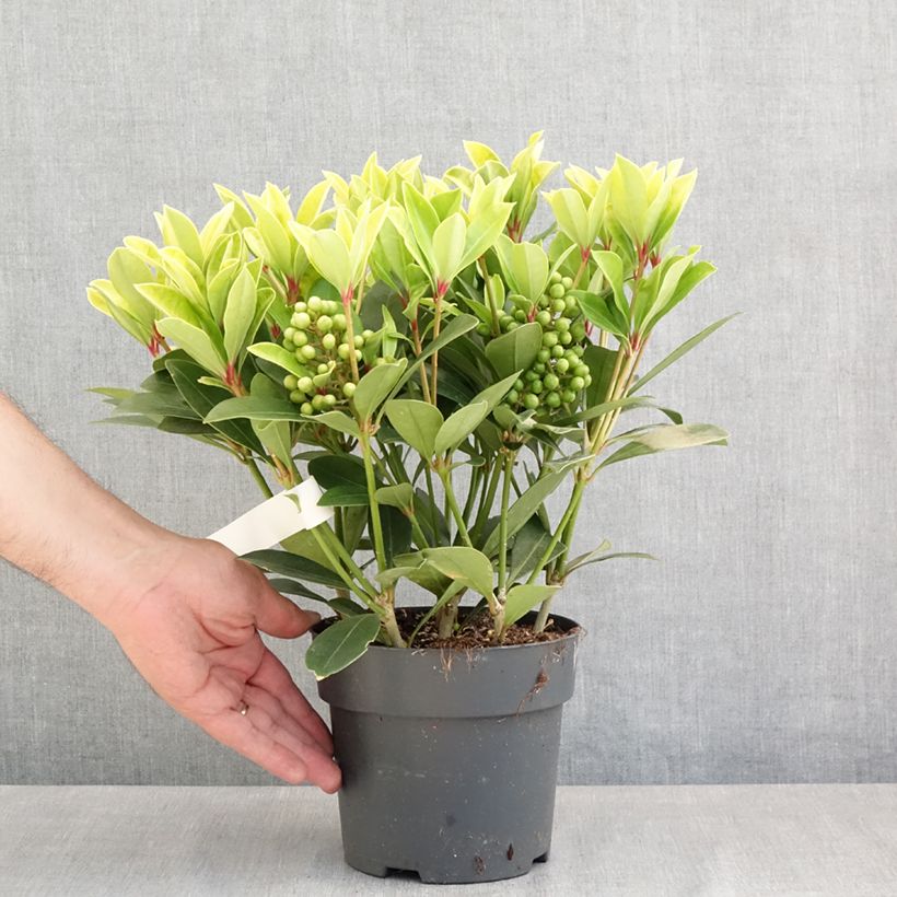 Spécimen de Skimmia japonica Temptation - Skimmia du Japon  Pot de 2L/3L tel que livré au printemps