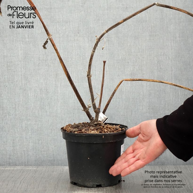 Spécimen de Smallanthus sonchifolius Red Yacon - Poire de terre Pot de 3L/4L tel que livré en hiver