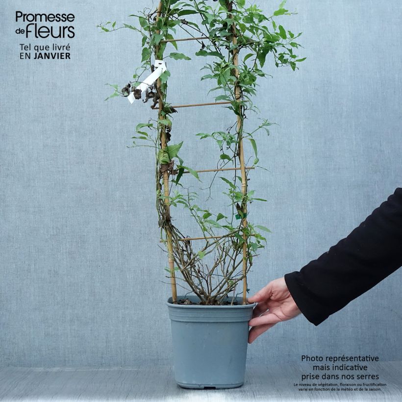 Spécimen de Solanum jasminoides Bleu - Morelle faux-jasmin Pot de 2L/3L tel que livré en hiver