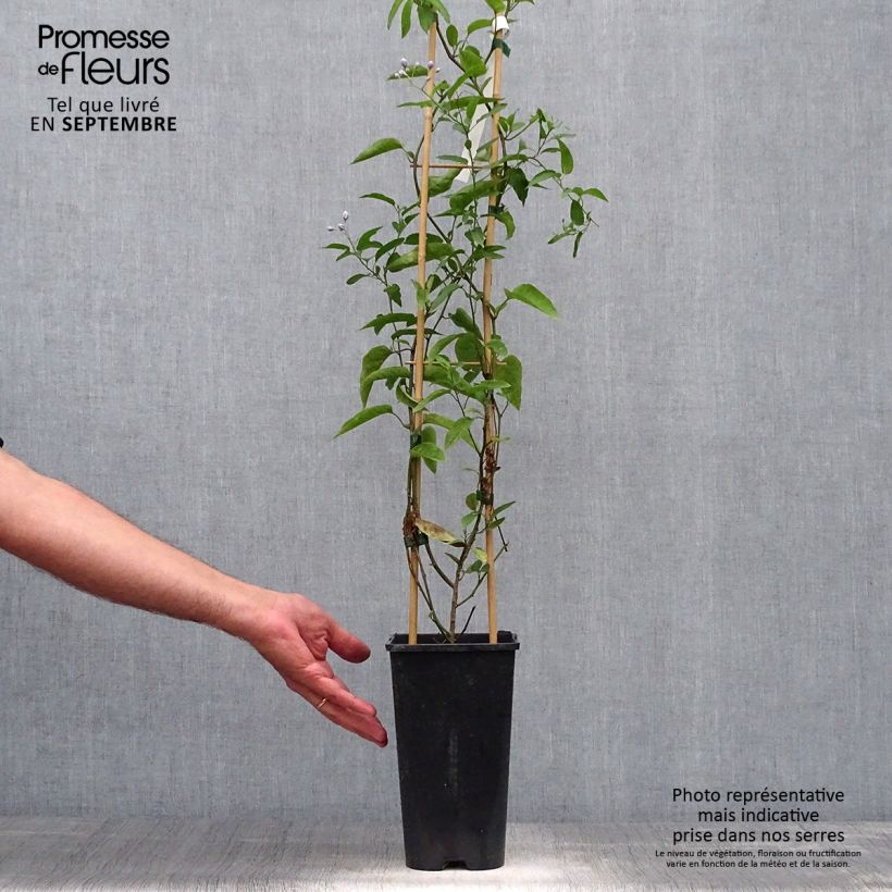 Spécimen de Solanum jasminoides - Morelle faux jasmin Pot de 2L/3L tel que livré en automne