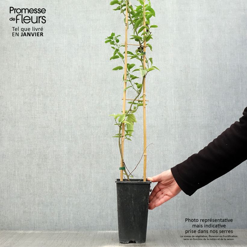 Spécimen de Solanum jasminoides - Morelle faux jasmin Pot de 2L/3L tel que livré en hiver