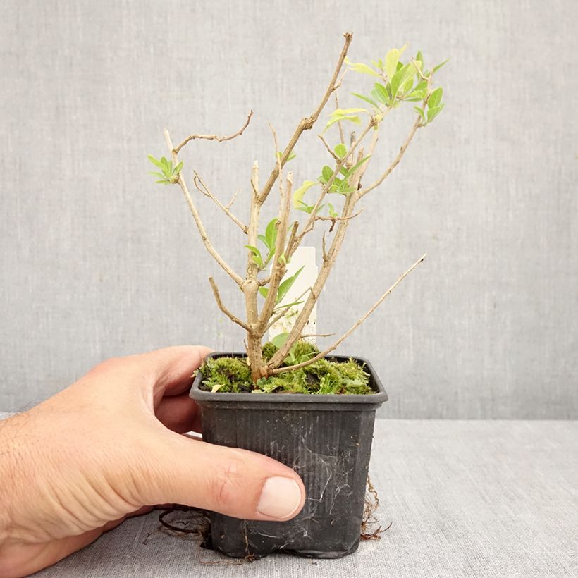 Spécimen de Solanum rantonnetii - Gentiane en Arbre Godet de 8/9 cm tel que livré en automne