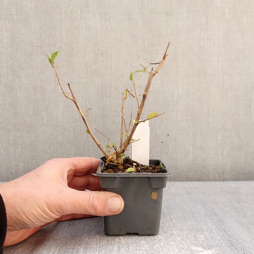 Spécimen de Solanum rantonnetii - Gentiane en Arbre Godet de 8/9 cm tel que livré en hiver