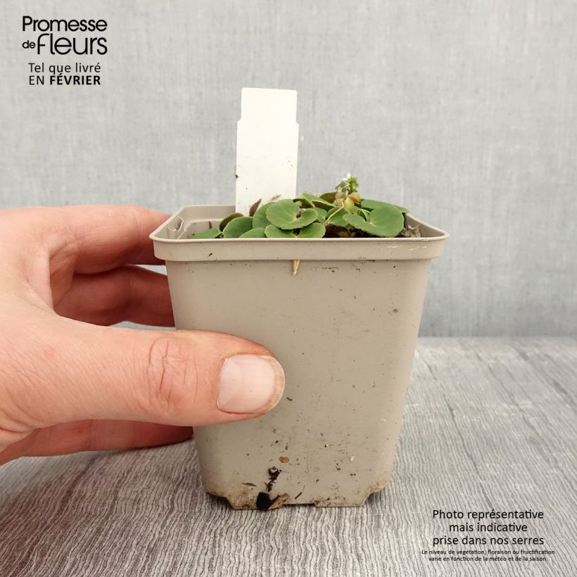 Spécimen de Soldanella montana ou villosa - Soldanelle des montagnes Godet de 8/9 cm tel que livré en hiver