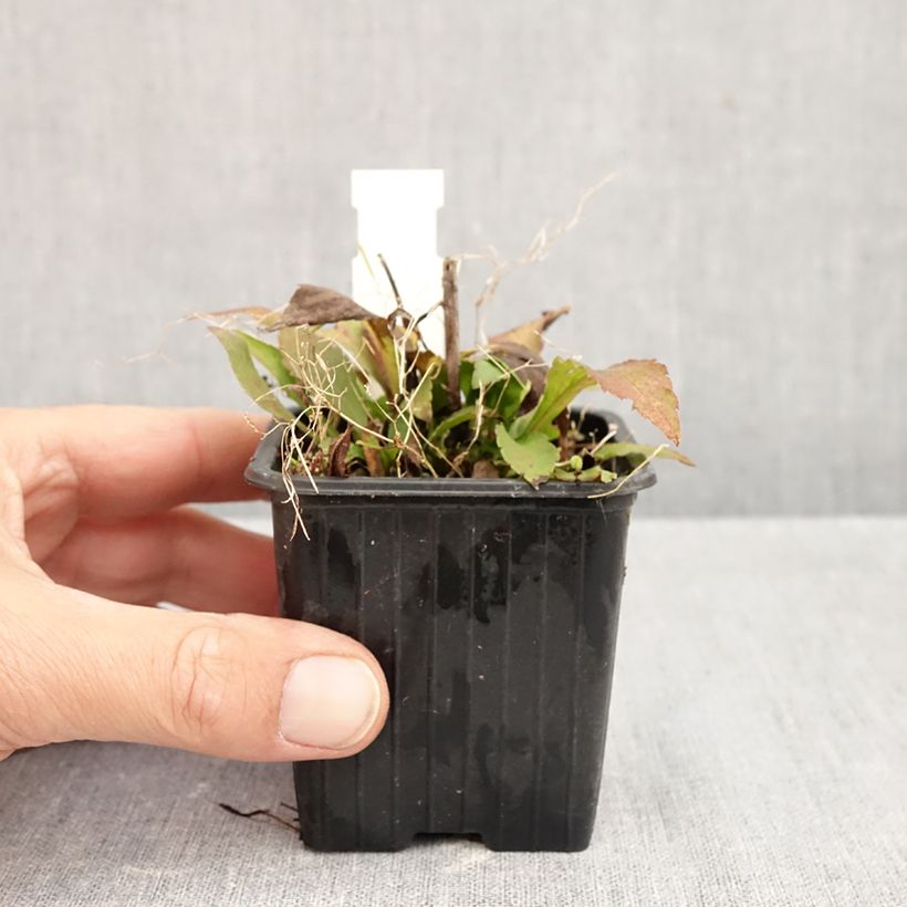 Spécimen de Solidago caesia - Verge d'or bleuâtre Godet de 8/9 cm tel que livré en automne