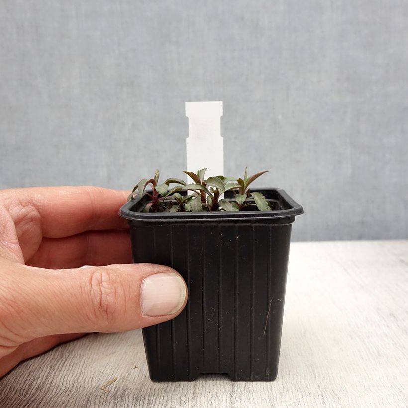 Spécimen de Solidago caesia - Verge d'or bleuâtre Godet de 8/9 cm tel que livré au printemps