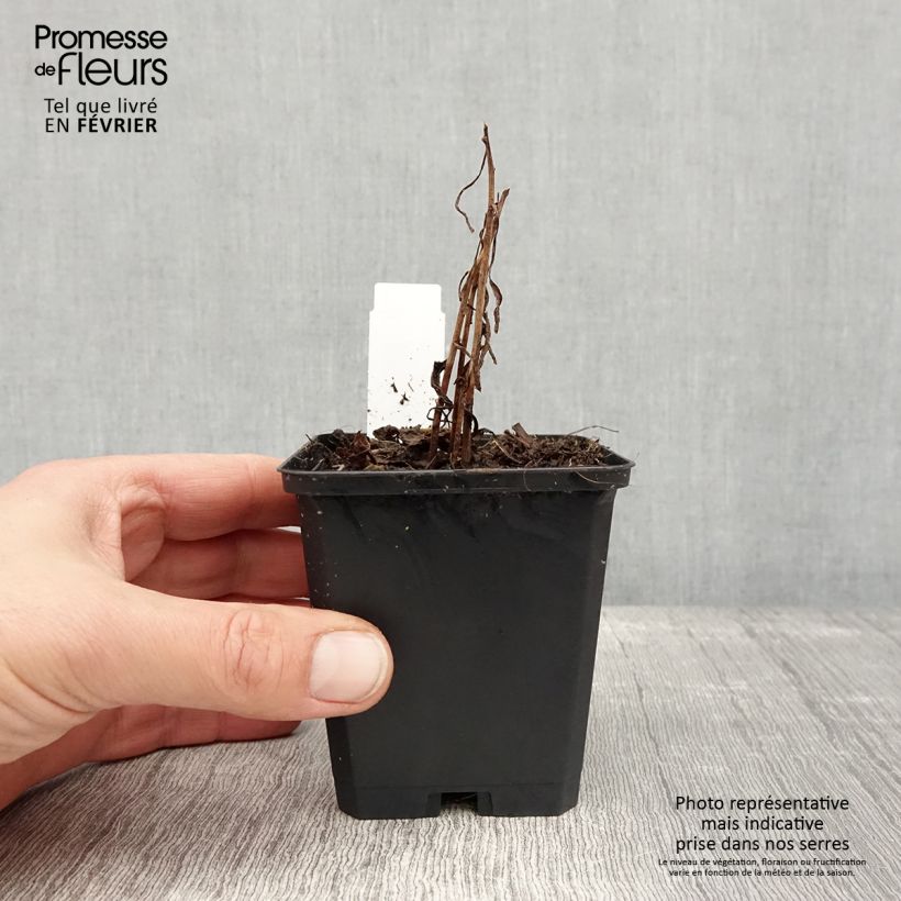 Solidago canadensis Golden Baby - Verga d'oro del Canadà Vasetto da 8/9 cm esemplare consegnato in inverno