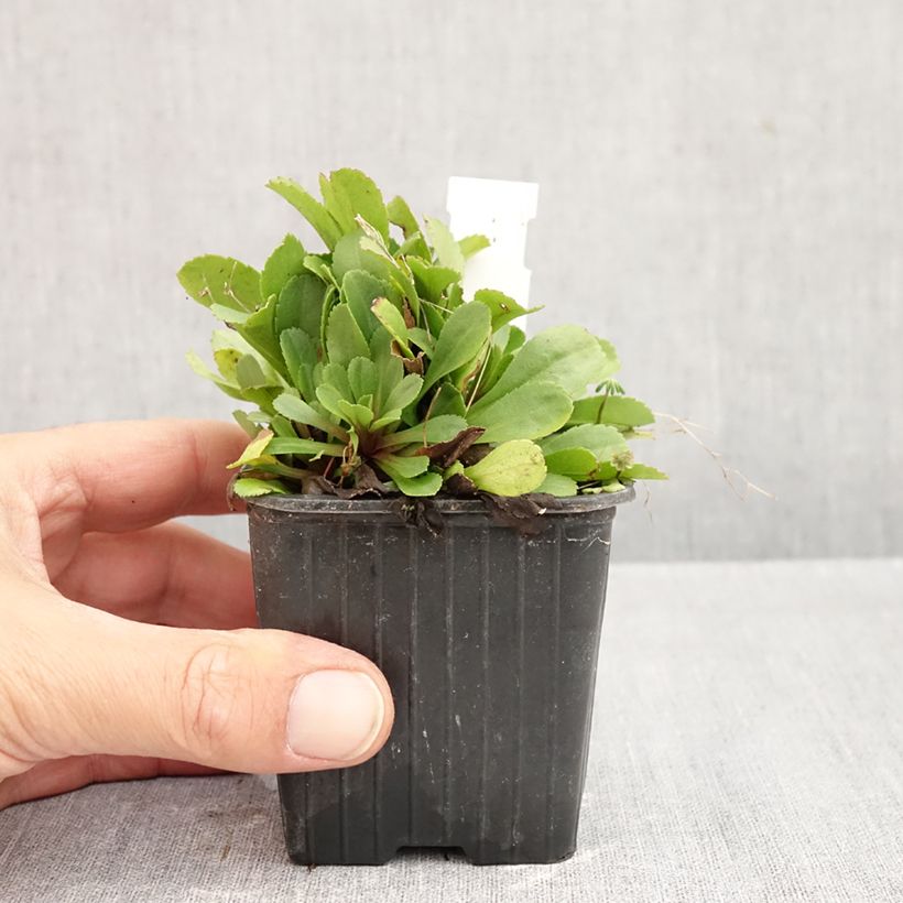 Spécimen de Solidago cutleri - Verge d'or Godet de 8/9 cm tel que livré en automne