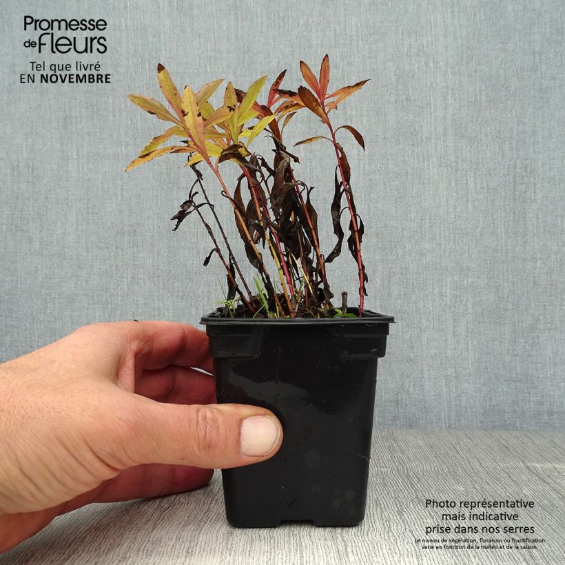 Spécimen de Solidago Gold King - Verge d'or Godet de 7/8 cm tel que livré en automne