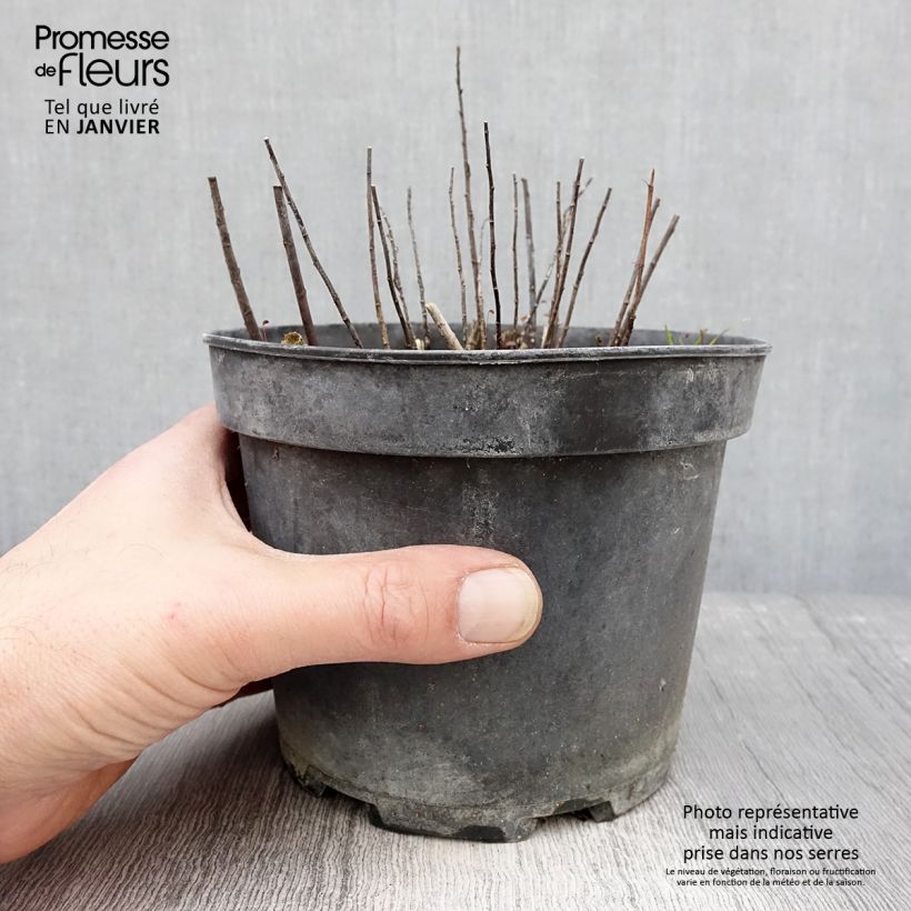 Spécimen de Solidago Gold King - Verge d'or Pot de 2L/3L tel que livré en hiver