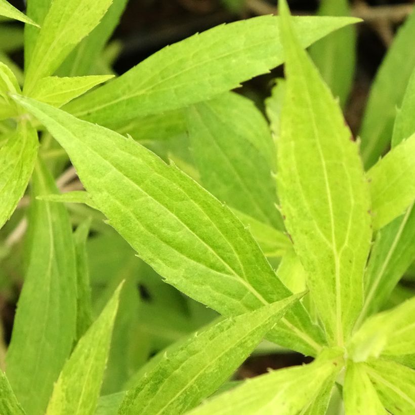 Solidago Golden Mosa - Verge d'or (Feuillage)