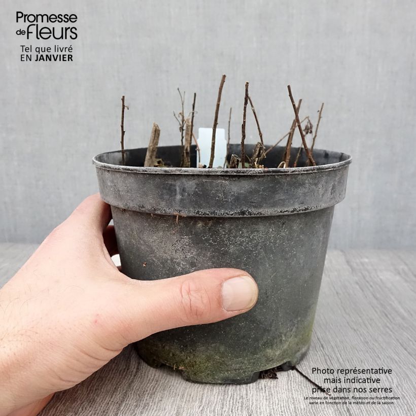 Spécimen de Solidago rugosa - Verge d'or rugueuse Pot de 2L/3L tel que livré en hiver