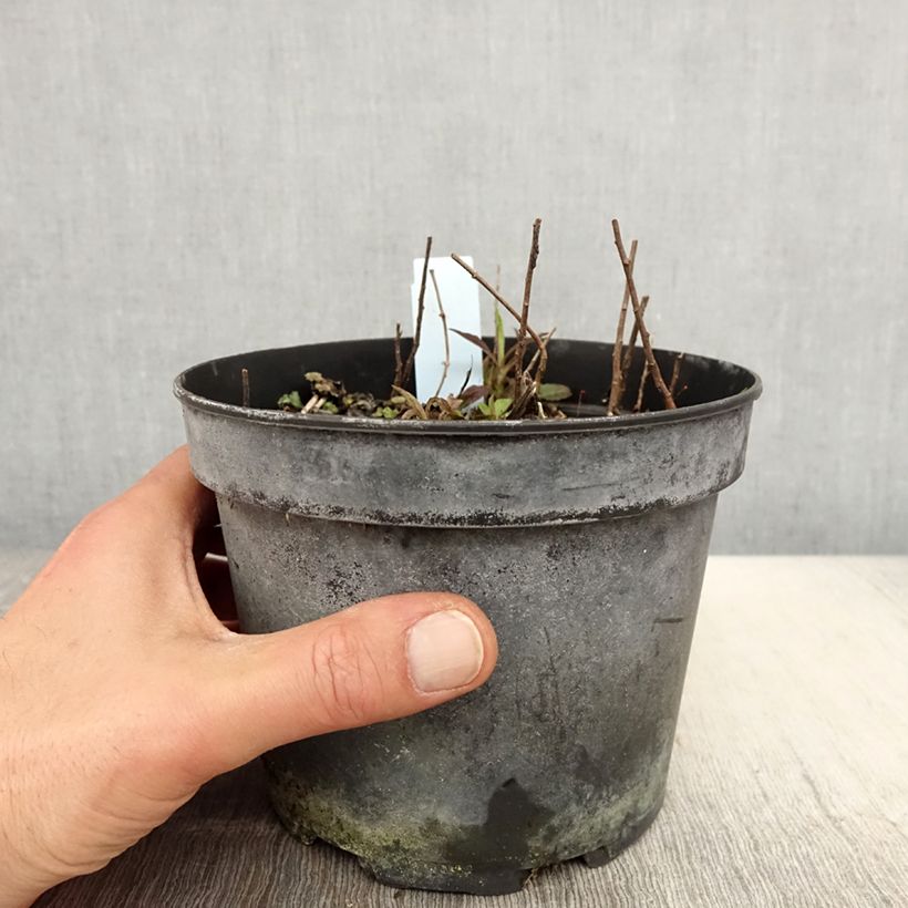 Spécimen de Solidago rugosa - Verge d'or rugueuse Pot de 2L/3L tel que livré au printemps