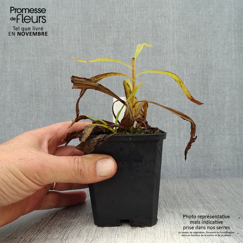 Spécimen de Solidago Strahlenkrone - Verge d'or Strahlenkrone Godet de 8/9 cm tel que livré en automne