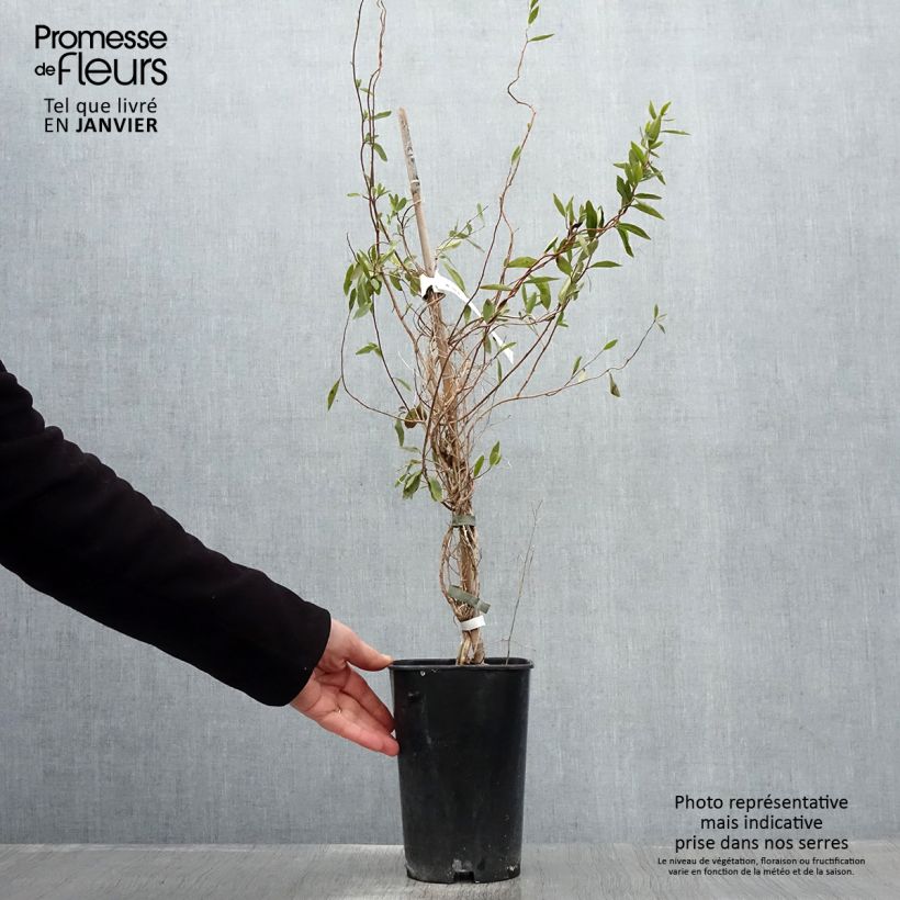 Spécimen de Sollya heterophylla blanc Alba Pot de 3L/4L tel que livré en hiver