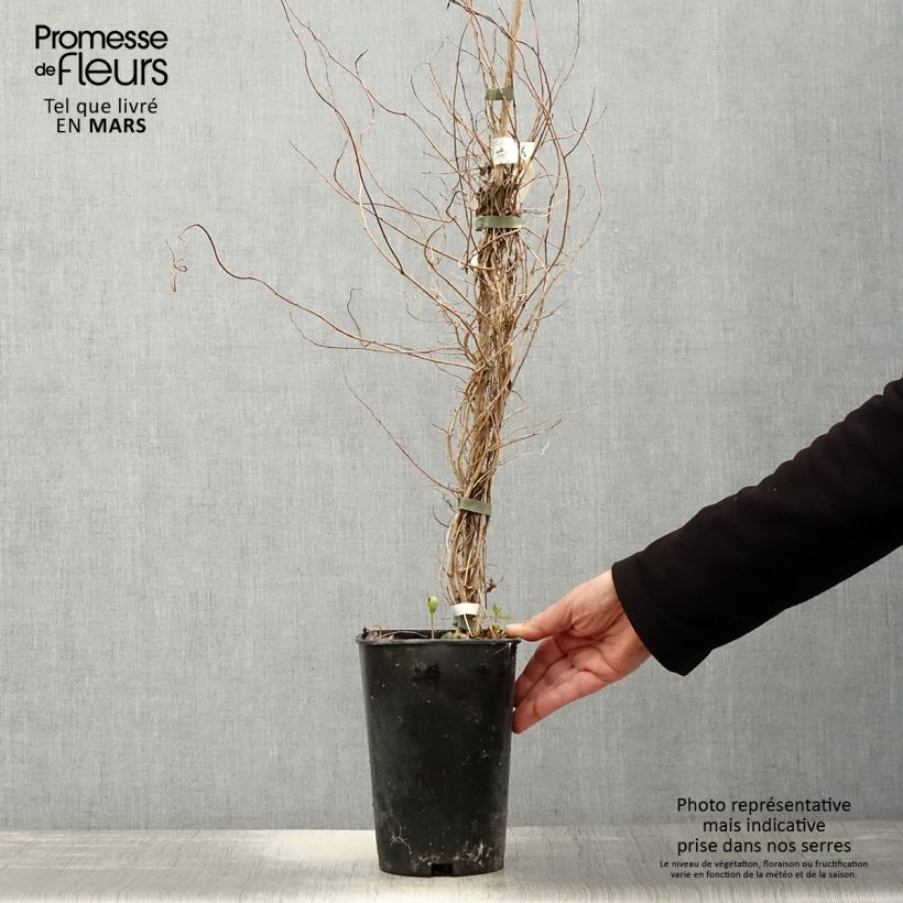 Sollya heterophylla Alba Vaso da 3L/4L esemplare consegnato in primavera