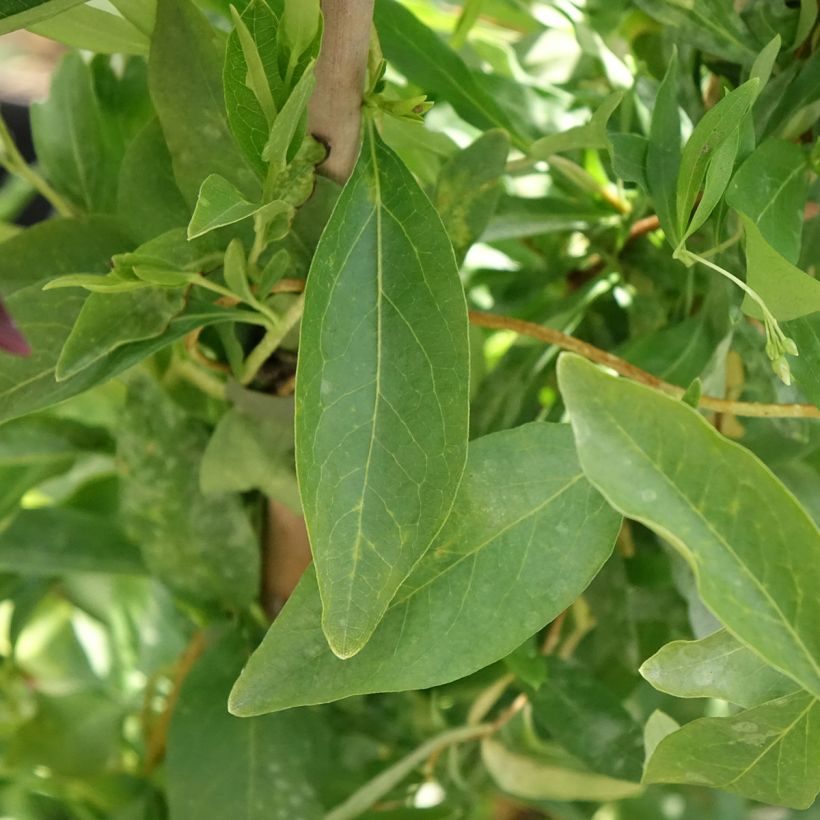 Sollya heterophylla blanc Alba (Feuillage)